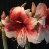 Amaryllis Charisma 2 Amaryllis Charisma -Jardin Parfait Soldes 2024 Hippeastrum Charisma ld ukhviid 56965 1