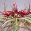 Amaryllis Chico 1 Amaryllis Chico -Jardin Parfait Soldes 2024 Hippeastrum chico ld ukhviid 56969 1