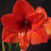Amaryllis Orange Souvereign 1 Amaryllis Orange Souvereign -Jardin Parfait Soldes 2024 Hippeastrum orange souvereign ld ukhviid 56964 1