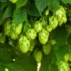 Houblon HOPS (Humulus) - Véritable Houblon De Brassage 2 Houblon HOPS (Humulus) - Véritable Houblon De Brassage -Jardin Parfait Soldes 2024 Houblon HOPS Humulus Veritable houblon de brassage copyright 17596 1