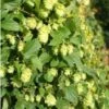 Humulus Lupulus Nordbrau - Houblon Femelle -Jardin Parfait Soldes 2024 Humulus lupulus Nordbrau 86447 1