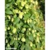 Houblon - Humulus Lupulus Prima Donna 1 Houblon - Humulus Lupulus Prima Donna -Jardin Parfait Soldes 2024 Humulus lupulus Prima Donna 86224 1