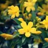 Jasmin - Jasminum Humile Revolutum 1 Jasmin - Jasminum Humile Revolutum -Jardin Parfait Soldes 2024 Jasmin Jasminum humile Revolutum copyright 1010781 1
