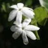 Jasmin Officinal - Jasminum Officinale Affinis 2 Jasmin Officinal - Jasminum Officinale Affinis -Jardin Parfait Soldes 2024 Jasmin blanc officinal Jasminum officinale Affinis copyright 1010792 1