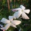 Jasmin D'Espagne - Jasminum Grandiflorum -Jardin Parfait Soldes 2024 Jasminum grandiflorum 83640 1