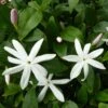 Jasmin Sauvage étoilé - Jasminum Multipartitum 1 Jasmin Sauvage étoilé - Jasminum Multipartitum -Jardin Parfait Soldes 2024 Jasminum multipartitum 83641 1