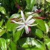 Jasminum Nitidum - Jasmin 2 Jasminum Nitidum - Jasmin -Jardin Parfait Soldes 2024 Jasminum nitidum 89985 1