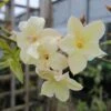 Jasminum Officinale Clotted Cream - Jasmin Parfumé 2 Jasminum Officinale Clotted Cream - Jasmin Parfumé -Jardin Parfait Soldes 2024 Jasminum officinale Clotted Cream 68151 1