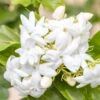 Jasmin D'Arabie - Jasminum Sambac 1 Jasmin D'Arabie - Jasminum Sambac -Jardin Parfait Soldes 2024 Jasminum sambac copyright 85671111 1