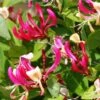 Chèvrefeuille Grimpant - Lonicera Periclymenum Fragrant Cloud® 1 Chèvrefeuille Grimpant - Lonicera Periclymenum Fragrant Cloud® -Jardin Parfait Soldes 2024 Lonicera Fragrant Cloud 681453 1