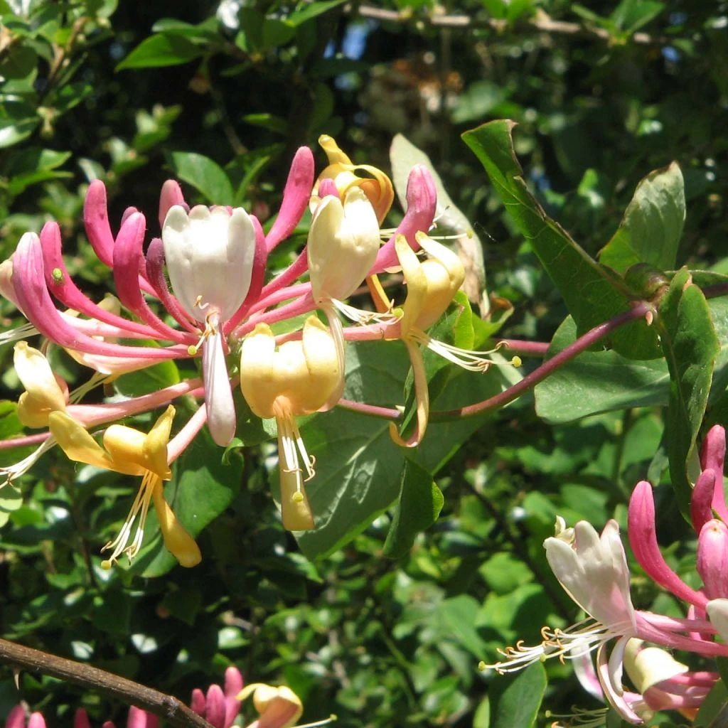 Chèvrefeuille, Lonicera Caprifolium 3 Chèvrefeuille, Lonicera Caprifolium