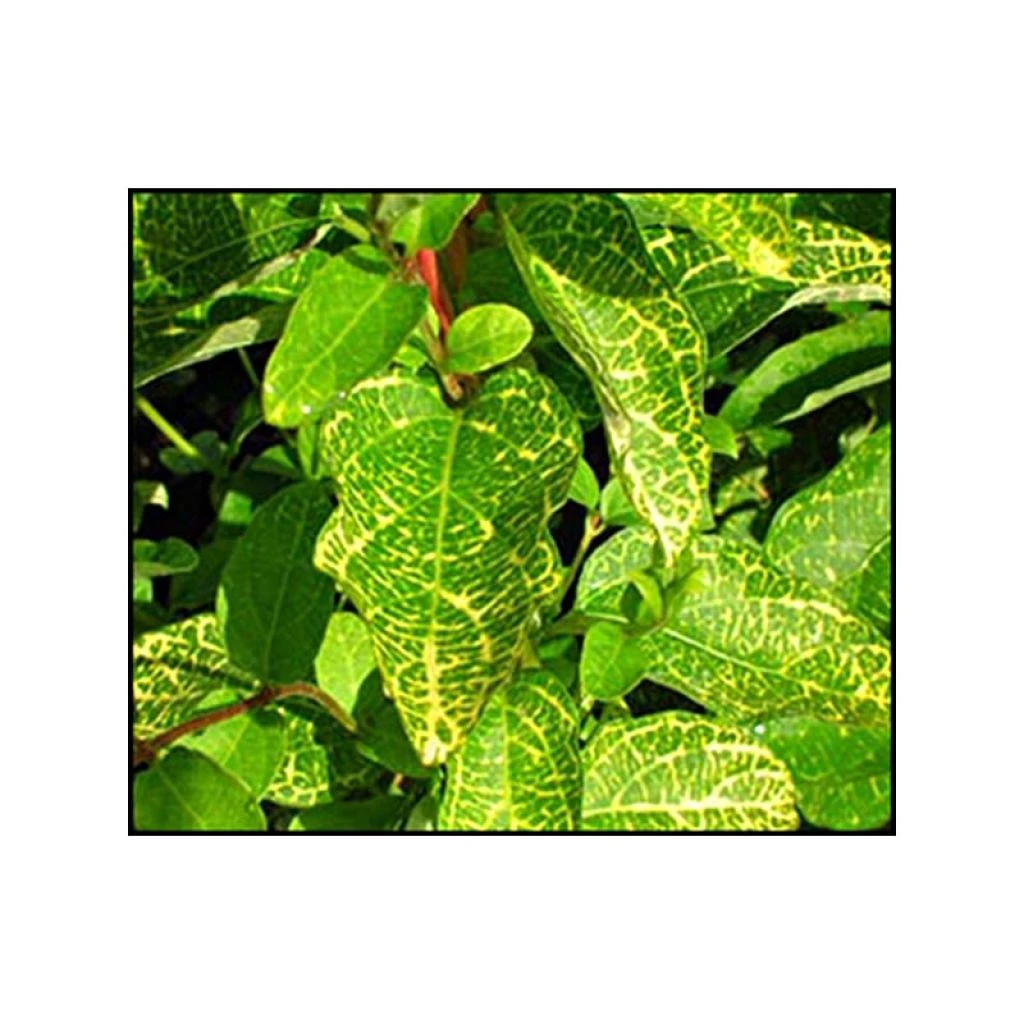 Chèvrefeuille - Lonicera Japonica Aureoreticulata 3 Chèvrefeuille - Lonicera Japonica Aureoreticulata
