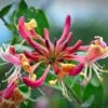 Chèvrefeuille Belgica Select - Lonicera Periclymenum 1 Chèvrefeuille Belgica Select - Lonicera Periclymenum -Jardin Parfait Soldes 2024 Lonicera periclymenum Belgica Select 87785 1