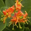 Chèvrefeuille - Lonicera X Heckrotii Firecracker® 1 Chèvrefeuille - Lonicera X Heckrotii Firecracker® -Jardin Parfait Soldes 2024 Lonicera x heckrotii Firecracker 85668 1