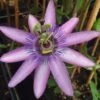Passiflore X Lavender Lady - Fleur De La Passion 1 Passiflore X Lavender Lady - Fleur De La Passion -Jardin Parfait Soldes 2024 Passiflora Amethyst ld HansB 681330 1