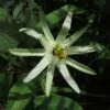 Passiflora Mucronata - Fleur De La Passion 2 Passiflora Mucronata - Fleur De La Passion -Jardin Parfait Soldes 2024 Passiflora mucronata 87021 1