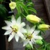 Passiflore Caerulea Constance Elliott - Fleur De La Passion Blanche 1 Passiflore Caerulea Constance Elliott - Fleur De La Passion Blanche -Jardin Parfait Soldes 2024 Passiflora caerulea constancee elliot hortulus ld 681319 1