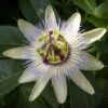 Passiflore, Fleur De La Passion - Passiflora Caerulea Clear Sky 1 Passiflore, Fleur De La Passion - Passiflora Caerulea Clear Sky -Jardin Parfait Soldes 2024 Passiflore Fleur de la passion Passiflora caerulea Clear Sky copyright 1009182 1