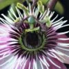 Passiflore - Passiflora Eden 1 Passiflore - Passiflora Eden -Jardin Parfait Soldes 2024 Passiflore Passiflora Eden copyright 1010991 1