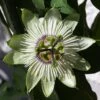 Passiflore - Passiflora White Lightening 1 Passiflore - Passiflora White Lightening -Jardin Parfait Soldes 2024 Passiflore Passiflora White Lightening copyright 1009201 1