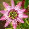 Passiflore Victoria - Fleur De La Passion -Jardin Parfait Soldes 2024 Passiflore Victoria 681334 1