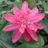 Passiflore Insignis Pink Passion - Fleur De La Passion 2 Passiflore Insignis Pink Passion - Fleur De La Passion -Jardin Parfait Soldes 2024 Passiflore insignis Pink Passion 681331 1