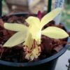 Pleione Forrestii 1 Pleione Forrestii -Jardin Parfait Soldes 2024 Pleione forestii 1178 1