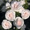 Rosier Couvre-sol Aspirin Rose -Jardin Parfait Soldes 2024 Rosa Aspirin Rose en racines nues 85508 2