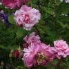 Rosier Ancien Old Blush -Jardin Parfait Soldes 2024 Rosa Old Blush China 82391 1
