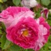 Rosier à Fleurs Groupées Abbatiale De Pontigny -Jardin Parfait Soldes 2024 Rosa floribunda abbatiale de pontigny V 16445 1