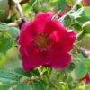 Rosier Botanique - Rosa Moyesii Geranium -Jardin Parfait Soldes 2024 Rosa moyesii Geranium 82298 2