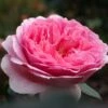 Rosier David Austin Princess Alexandra Of Kent -Jardin Parfait Soldes 2024 Rosier Anglais Princess Alexandra of Kent 66549 1