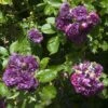 Rosier Bleu Magenta - Rosier Grimpant Ancien -Jardin Parfait Soldes 2024 Rosier Bleu Magenta Rosier grimpant ancien copyright 17183 1