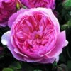 Rosier David Austin The Alnwick Rose -Jardin Parfait Soldes 2024 Rosier David Austin The Alnwick Rose en racines nues 84568 1