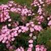 Rosier Fortuna 1 Rosier Fortuna -Jardin Parfait Soldes 2024 Rosier Fortuna IF 17114 1