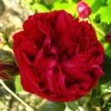 Rosier Grimpant Red Eden Rose -Jardin Parfait Soldes 2024 Rosier Grimpant a grandes fleurs Red Eden Rose EricTabarly 71279 1