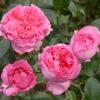 Rosier à Grandes Fleurs La Rose De Molinard -Jardin Parfait Soldes 2024 Rosier La Rose de Molinard delgrarose 847172 1