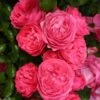 Rosier Patio Rose Moin Moin 2 Rosier Patio Rose Moin Moin -Jardin Parfait Soldes 2024 Rosier PATIO ROSE Moin Moin 888980 1