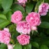Rosier Ancien Pink Grootendorst 1 Rosier Ancien Pink Grootendorst -Jardin Parfait Soldes 2024 Rosier Pink Grootendorst copyright 712772 1