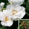 Rosier Savoranova White -Jardin Parfait Soldes 2024 Rosier SAVORANOVA White 889100 1