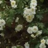 Rosier Liane Sander's White Rambler -Jardin Parfait Soldes 2024 Rosier Sander s White Rambler 57074 1