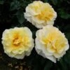 Rosier à Grandes Fleurs Sunny Sky 1 Rosier à Grandes Fleurs Sunny Sky -Jardin Parfait Soldes 2024 Rosier a Grandes fleurs Sunny Sky 71287 1