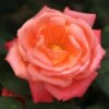 Rosier à Grandes Fleurs Catherine Deneuve -Jardin Parfait Soldes 2024 Rosier a grandes fleurs Catherine Deneuve 845372 1
