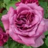 Rosier à Grandes Fleurs Claude Brasseur -Jardin Parfait Soldes 2024 Rosier a grandes fleurs Claude Brasseur 845392 1