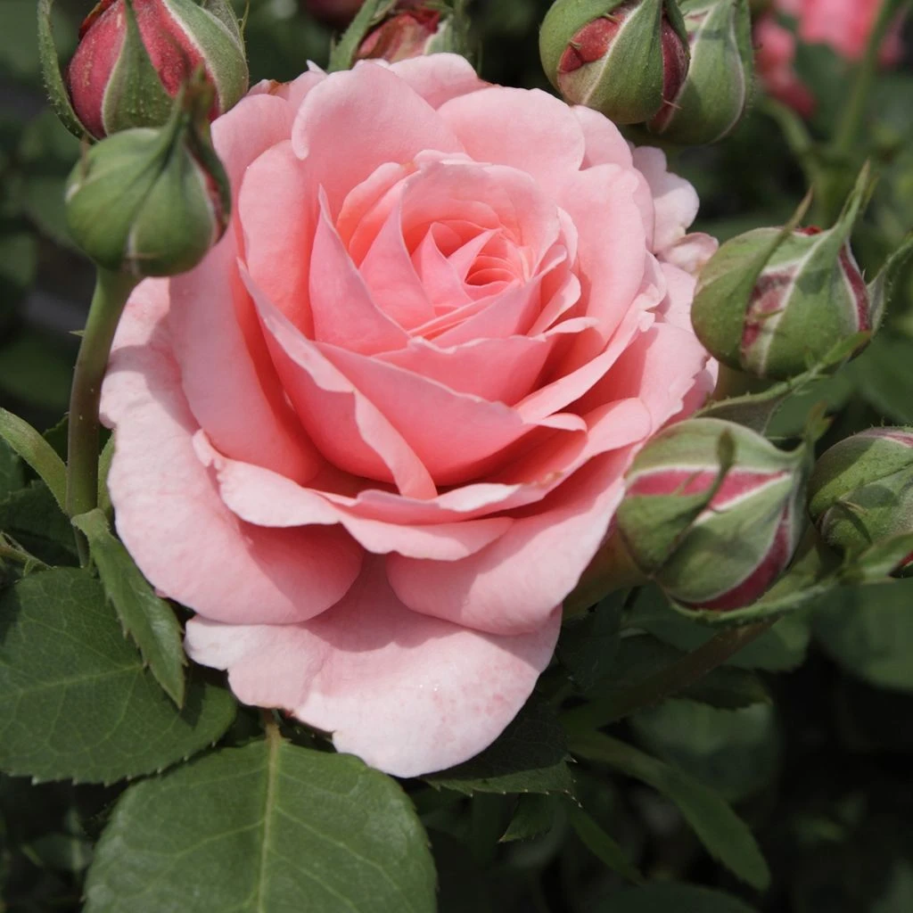 Rosier à Grandes Fleurs Elaine Paige 3 Rosier à Grandes Fleurs Elaine Paige