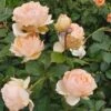 Rosier à Grandes Fleurs Anahe 2 Rosier à Grandes Fleurs Anahe -Jardin Parfait Soldes 2024 Rosier a grandes fleurs Rosa Anahe V 16452 1