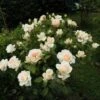 Rosier à Grandes Fleurs Sweet Love 2 Rosier à Grandes Fleurs Sweet Love -Jardin Parfait Soldes 2024 Rosier a grandes fleurs Sweet Love 15405 1