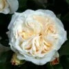 Rosa Kosmos -Jardin Parfait Soldes 2024 Rosier a massif Kosmos IF 17115 1