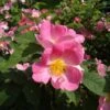 Rosier Ancien Complicata -Jardin Parfait Soldes 2024 Rosier ancien Complicata 71239 1