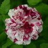 Rosier Ancien Variegata Di Bologna -Jardin Parfait Soldes 2024 Rosier ancien Variegata di Bologna en racines nues 83583 1